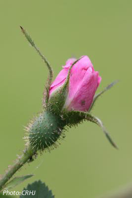 Hurdalsrosen. Photo: Camilla Hesby Johnsen